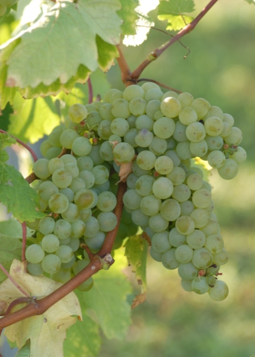 weisser Olber 02